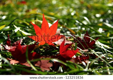 Red maple, Leaf season change, South Korea