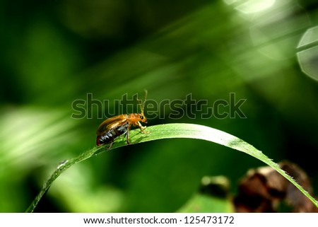 The little red beetle on leaf