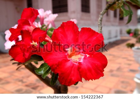 Desert rose flower
