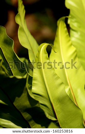 The structure of tropical fern plant in close up view (Bird\'s nest fern, Asplenium nidus., Polypodiaceae)