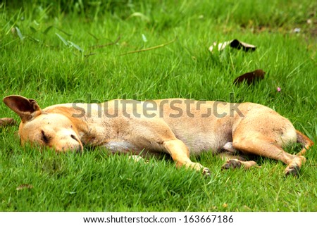 Thai dog sleep in grass yard
