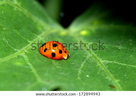 A red beetle on leaf