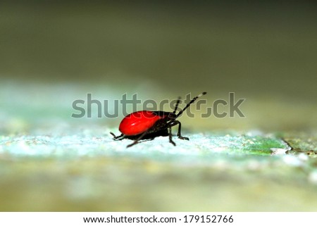 Red beetle on the tree