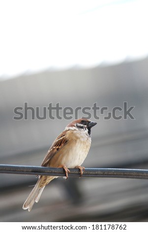 A sparrow on the line