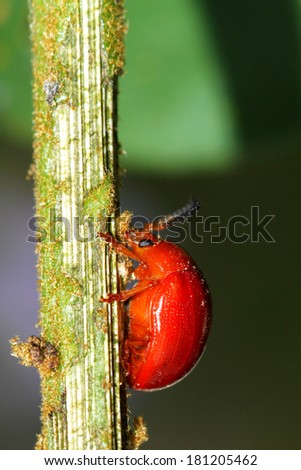 Red beetle on branch
