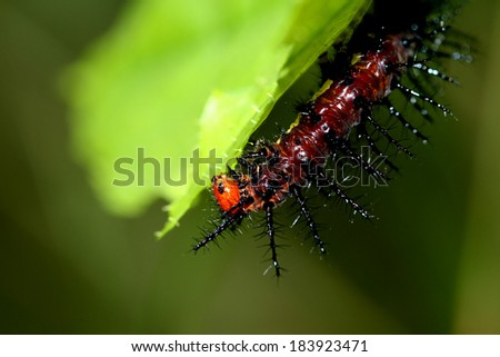 A caterpillar eating leaf