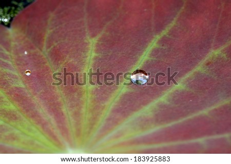 A water drop on lotus leaf
