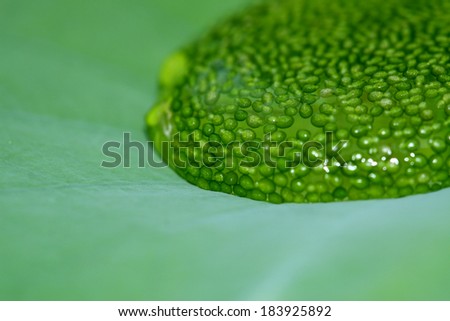 A water drop on lotus leaf