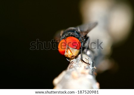 A fly insect on branch