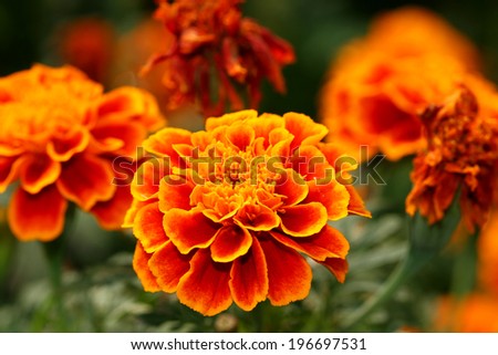 The marigold flower in the Queen sirikit park, Thailand