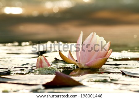 Lotus & light in the pond