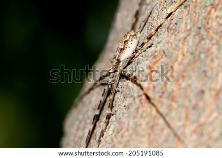 Spider on bark texture