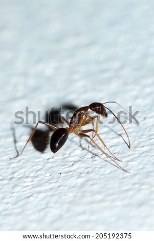 Black ant on ground