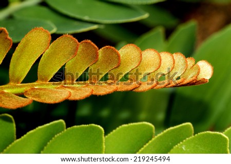 Cactus leaf