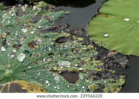 Water drop on lotus leaf