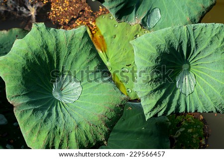 Water drop on lotus leaf in the pond