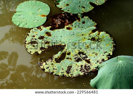 Water drop on lotus leaf in the pond