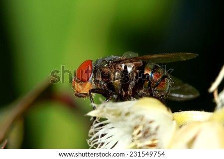 Fly insect in nature