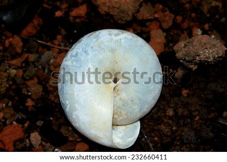 A shell on ground
