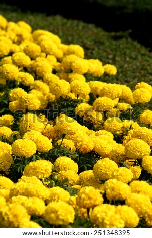Marigold flower field