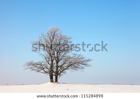 winter landscape with a lone tree in field
