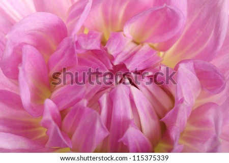 middle light pink dahlia background