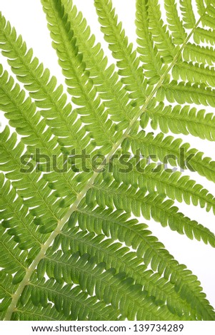 piece of fern leaf on a white background