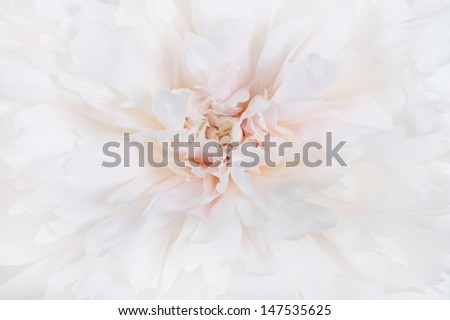 gentle floral pattern of white peony, close-up