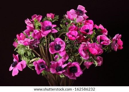bouquet of magenta anemones isolated on a black background