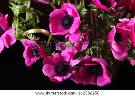 fragment of a bouquet of magenta anemones isolated on a black background