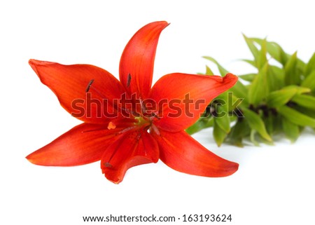 one orange lily isolated on white background
