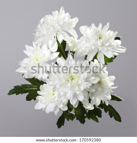 bouquet of white chrysanthemum on gray background