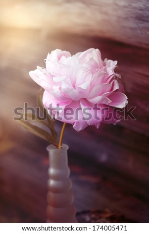 pink peony in a vase on a timbered wall background