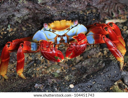 Sally lightfoot crab Crab on a rock