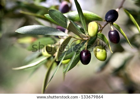 Olives in various stages of ripening. Soft focus background/Tuscany Olive/Tuscany,Italy