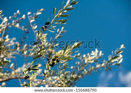Tuscan Olive Tree