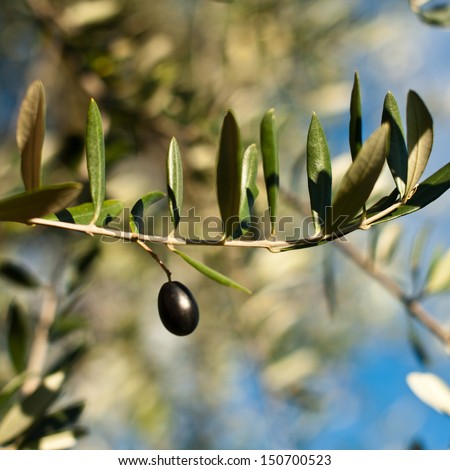 Tuscan Olive Tree / Olives in various stages of ripening. Soft focus background.
