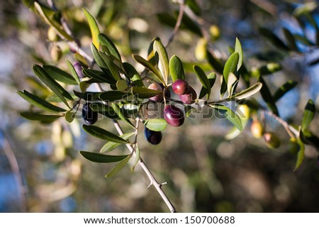 Tuscan Olive Tree / Olives in various stages of ripening. Soft focus background.