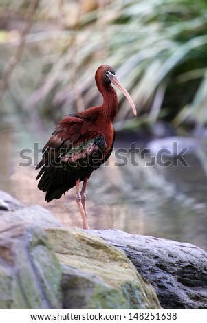 Glossy Ibis photographed at Port douglas in Australia.