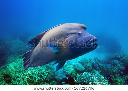 Napoleon Fish Swimming At The Great Barrier Reef