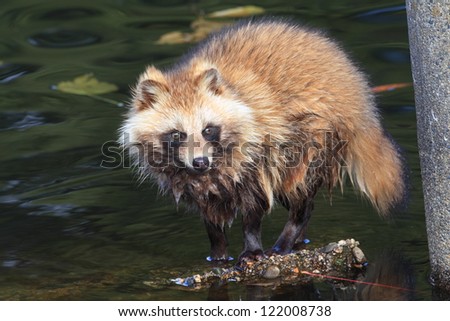 Raccoon Dog (Nyctereutes procyonoides) in Japan