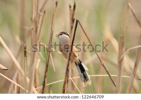 Reed Parrotbill (Paradoxornis heudei) in China