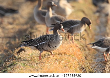 Greater white-fronted goose (Anser albifrons) in Japan