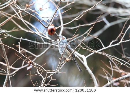 Brown-eared Bulbul (Microscelis amaurotis) in Japan