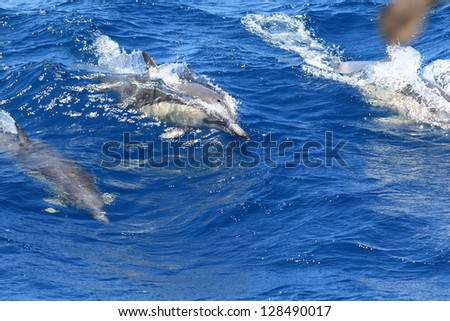 Short-beaked common dolphin (Delphinus delphis)