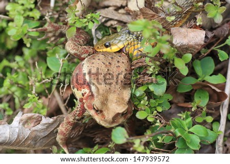 Tiger keelback snake (Rhabdophis tigrinus) eating Japanese toad frog (Bufo japonicus) in Japan