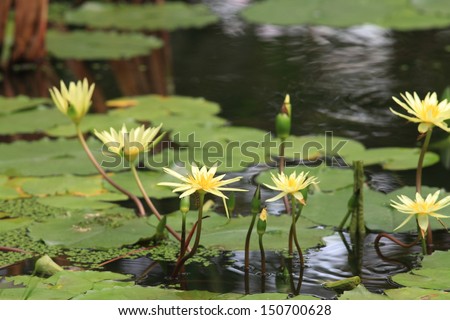 Water white lily