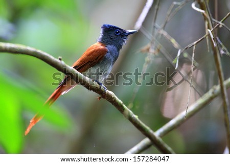 Asian paradise Flycatcher (Terpsiphone paradisi) female in Thailand