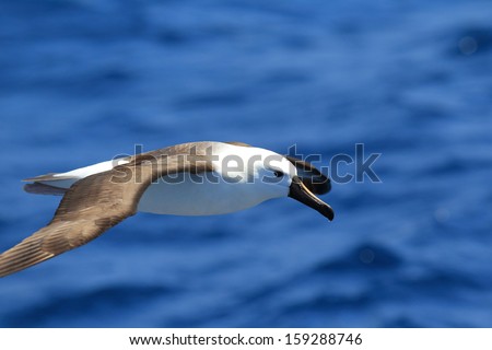 Indian Yellow-nosed Albatross (Thalassarche carteri) in NSW, Australia