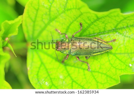 Ryukyu Jewel beetle (Chrysodema dalmanni) in Japan